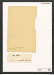 Scoliopleura latestriata (Breb.) Grun. (de-Toni-Nr.: Genus 14, Species 1107) Zeichnungen Sammlung Grunow (NHMW-BOT-W0369259)